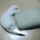 CatSpin emote