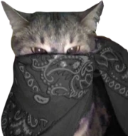 gray_bandana_cat emote