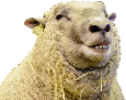 Smeep static emote