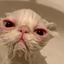 UglyWetCat emote