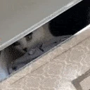 cat_bin emote