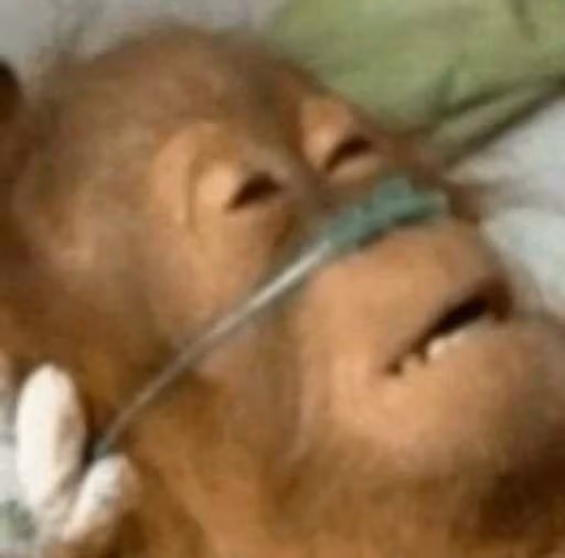 monkeyhelp emote