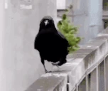 crowshow emote