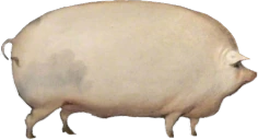 BROTHER emote