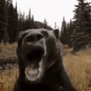 bear emote