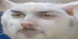 XyliVeryCat emote