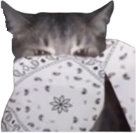 white_bandana_cat emote