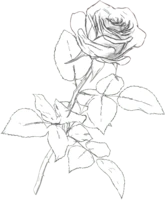 Rose_White_Draw emote