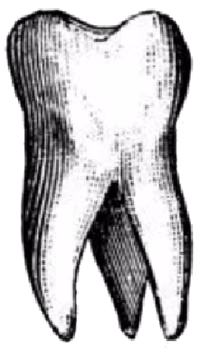 Tooth emote