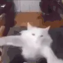 DANCE emote