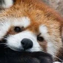 redpanda_tired emote