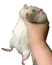ratSHAKE emoji