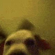 Partydog emote