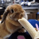 bunnyeatinbananahehappy emote