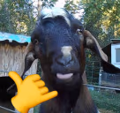 AufZiegenbock emote