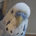 Birb emote
