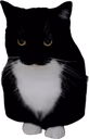 maxwellstand3 emote