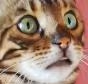 IndiVietnam emote