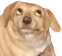 OhYouDog emote