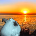 PoroLife emote