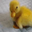 duck emote