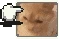 yellingcatlmao emoji