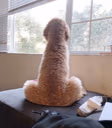 CuteDog emote
