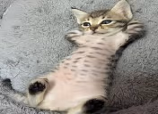 barriguinha emote