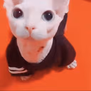 bingustare emote
