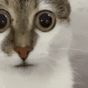 suh animated emote