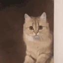 catLeave emote