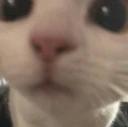 cat_hi emote