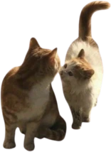 two_cats emote