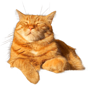 orange_tabby_cat emote