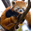redpanda_mad emote