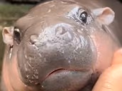 MooDeng emote