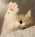 hai emote