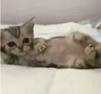 Meoww emote