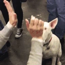 highfive emote