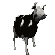 PolishCow animated emote