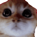 furios animated emote