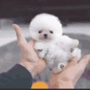 awwthatdogissocuteHOLYSHITTHEGOATLEBRONFUCKINGJAMESCOMESOUTOFNOW emote