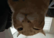 Buh emote