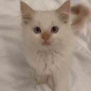 33 emote