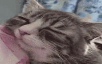 AlrightSleep emote
