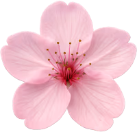 Pinksakuraflower emote