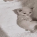 rolley emote