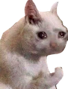 catstrong emote