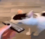 CatHarmonica emote