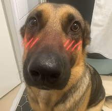 blushingdogwhiningdogmemehmhmhmm emote